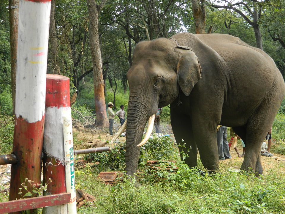 Photo of Masinagudi, Tamil Nadu, India by Michelle