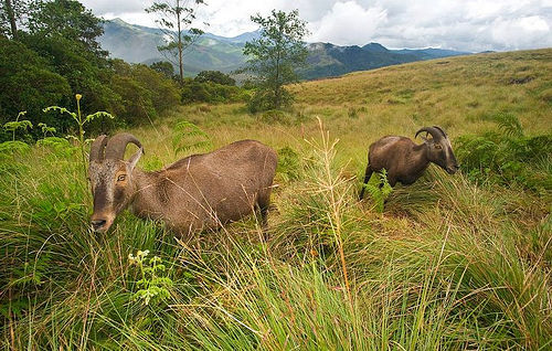 Photo of Eravikulam National Park, India by Naina Kataria