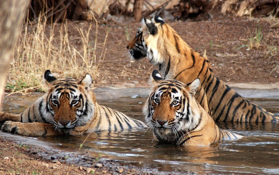 Photo of Fambong Lho Wildlife sanctuary, Sikkim by Shweta Modgil