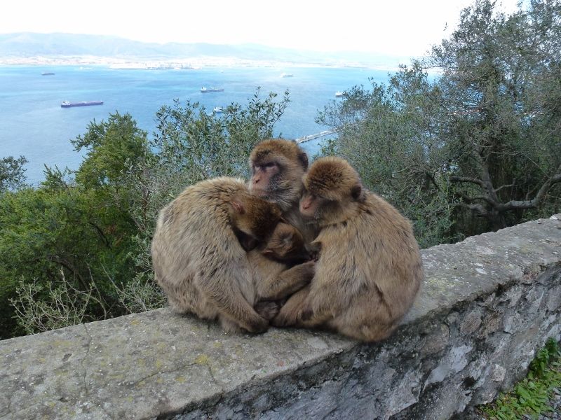 Photo of Apes Den by Wagoners Abroad