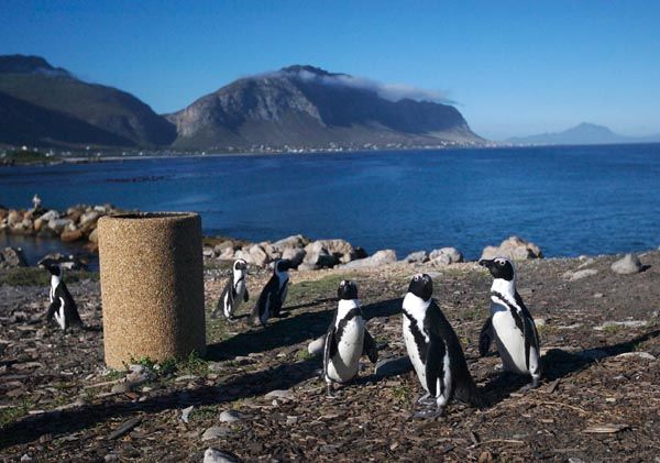Photo of Jackass Penguin Colony, stony point, betty's bay by Shaun