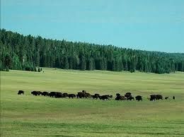 Photo of Kaibab National Forest, Coconino, AZ, United States by Lea Walker