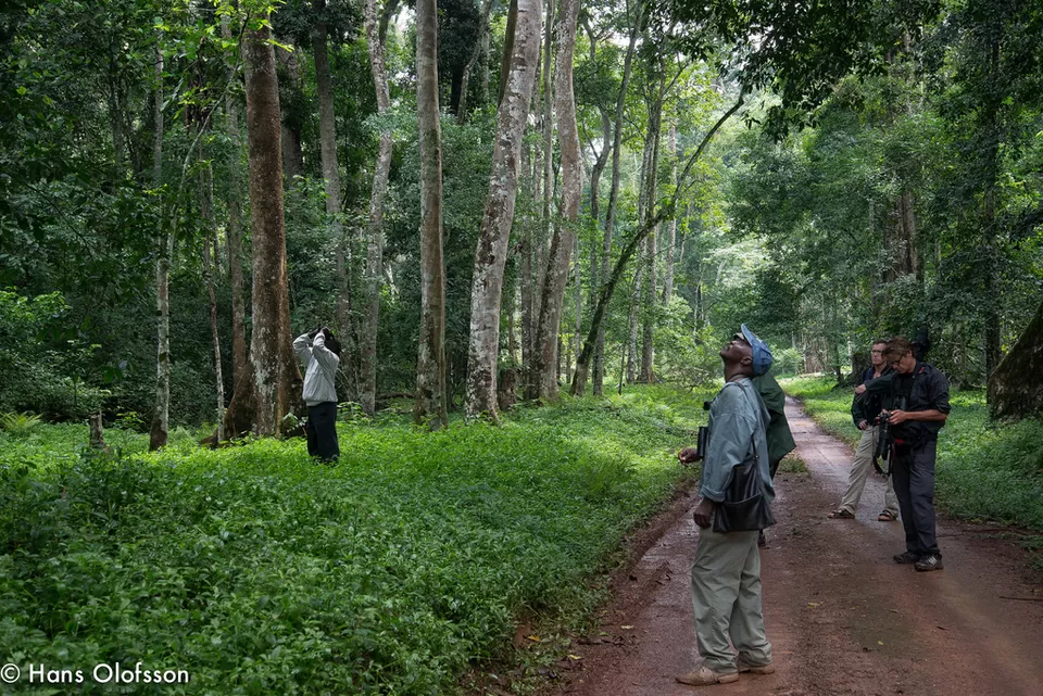 Photo of Kaniyo-Pabidi Forest Reserve, Buruuli, Western Region, Uganda by David Patrick
