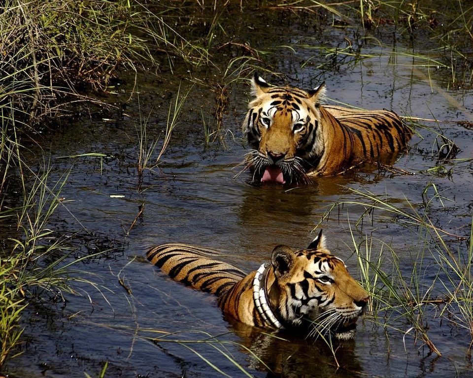 Photo of Keibul Lamjao National Park, India by Yamini Vijendran