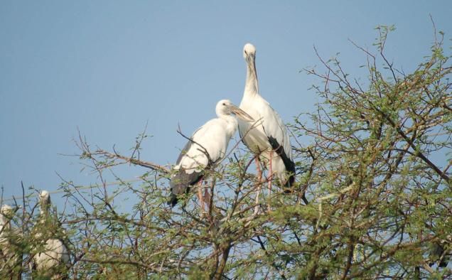 Photo of Keoladeo National Park, Bharatpur, Rajasthan, India by India on Bicycle