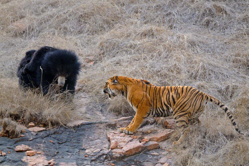 Photo of Lakarda, Sawai Madhopur, Rajasthan, India by Cauvery Nair
