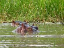 Photo of Lake Chamo, North Omo, Southern Nations, Nationalities, and People's Region, Ethiopia by Yenew