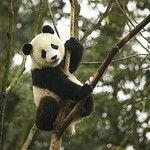 Photo of Chengdu, Sichuan, China by Mayank Shrivastava