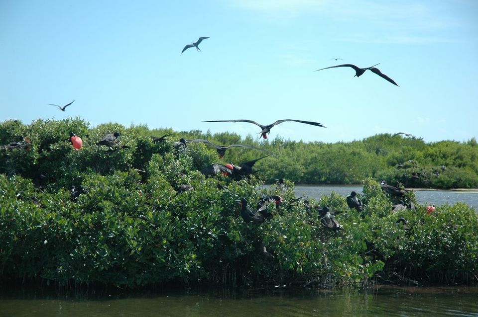 Photo of Frigate Bird Sanctuary, Barbuda, Antigua and Barbuda by Claire Frank