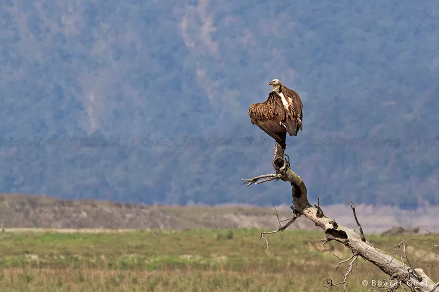 Photo of Ramnagar, Uttarakhand, India by Ankit Goyal