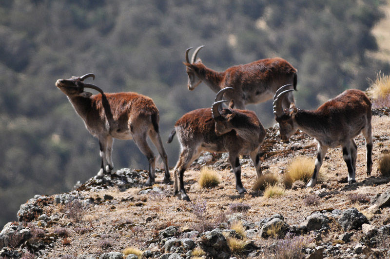 Photo of Nechisar National Park, Arba Minch, Southern Nations, Nationalities, and People's Region, Ethiopia by Yenew