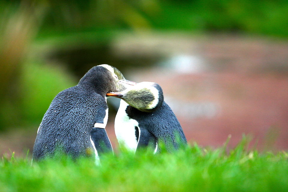 Photo of Penguin Place, Pakihau Road, Dunedin, New Zealand by Terry Gardner