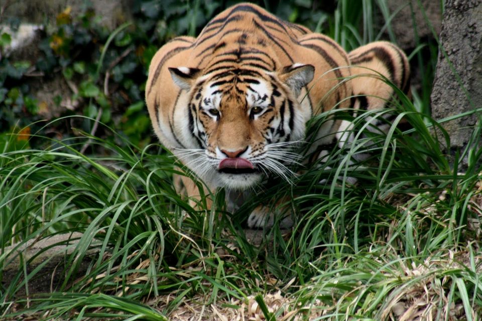 Photo of Periyar National Park, Vandiperiyar, Kerala, India by Naina Kataria