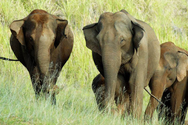 Photo of Periyar National Park, Vandiperiyar, Kerala, India by Naina Kataria
