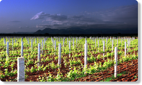 Photo of Alpine Wineries (Guest House), Chamarajanagar, Karnataka, India by Sarah