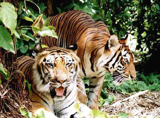Photo of Ranthambore National Park, Ranthambore Resorts, Ranthambore Safari, Sawai Madhopur, Rajasthan, India by Cauvery Nair