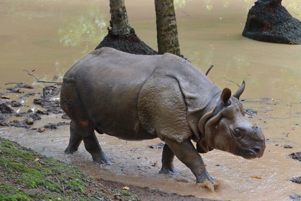 Photo of Trivandrum Zoo, Thiruvananthapuram, Kerala, India by Naina Kataria