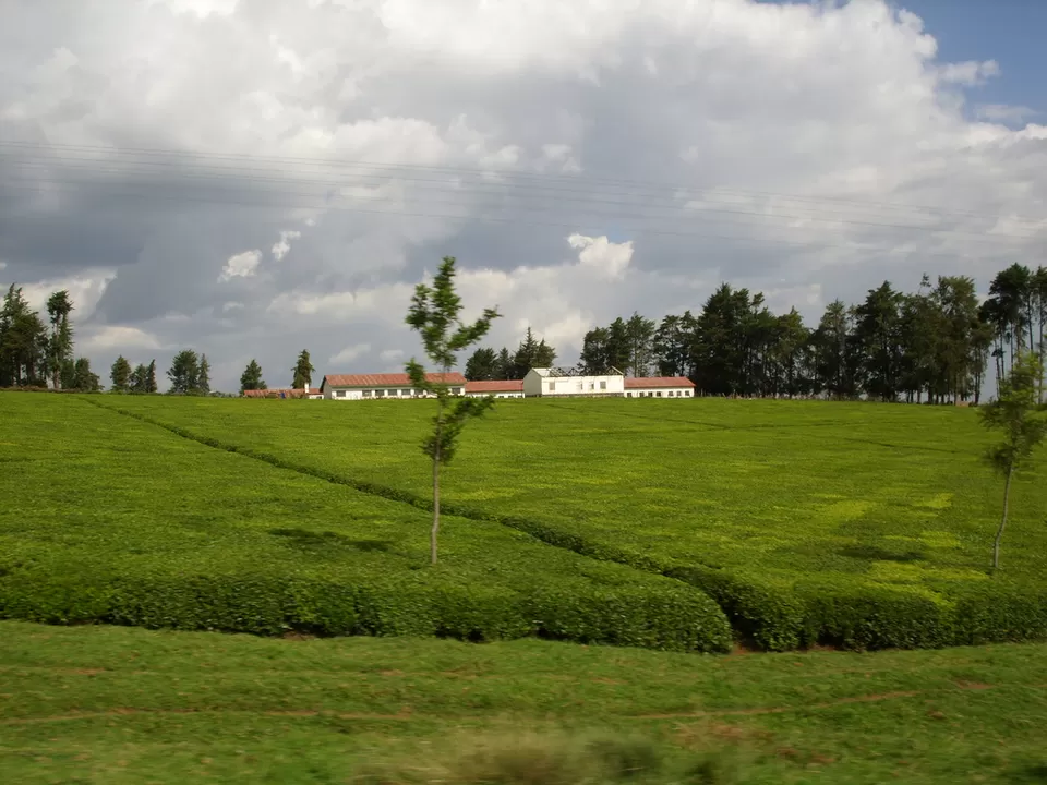 Photo of Kericho, Kenya by David Patrick