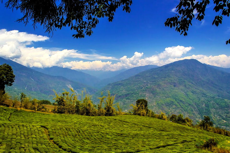 Photo of Temi Tea Garden, South Sikkim, Sikkim, India by Baichung Bhutia