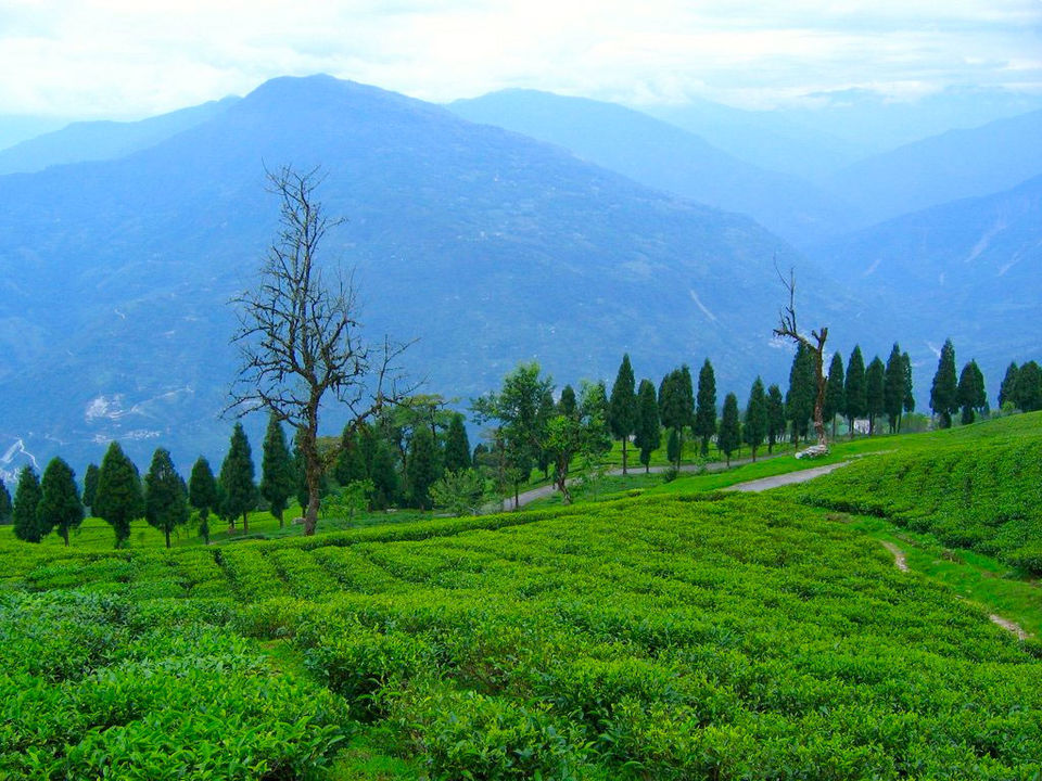 Photo of Temi Tea Garden, South Sikkim, Sikkim, India by Baichung Bhutia