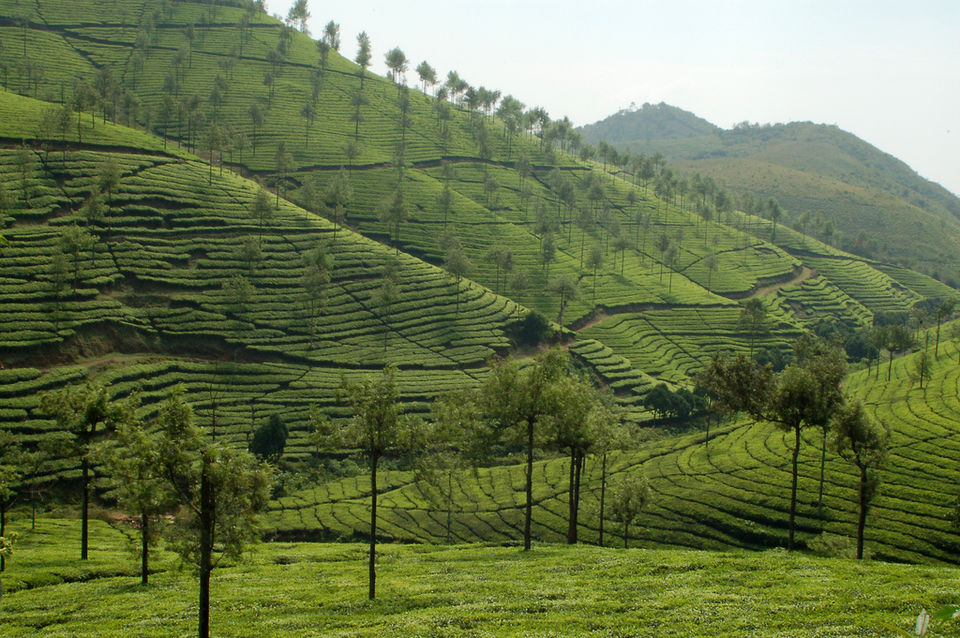 Photo of Thekkady, Kumily, Kerala, India by Art of Bicycle Trips