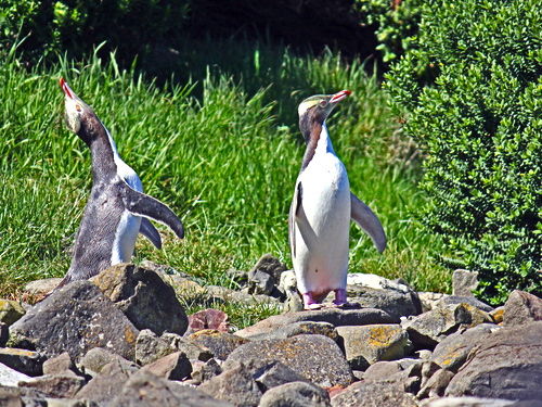 Photo of Penguin Place, Pakihau Road, Dunedin, New Zealand by Terry Gardner