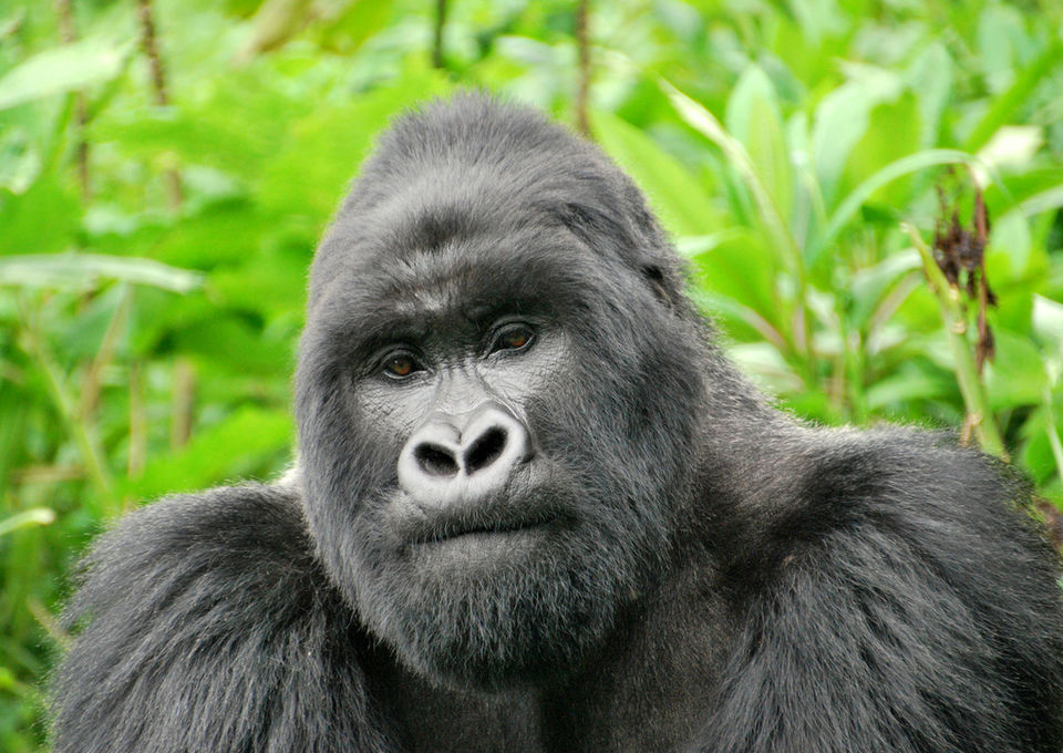 Photo of Volcanoes National Park, Musanze, North, Rwanda by Kayi Traveler