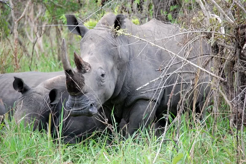 Photo of Nakitoma, Central Region, Uganda by David Patrick