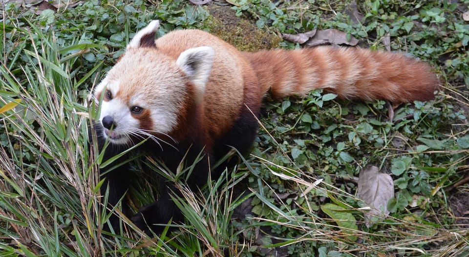 Photo of Where To See The Mysterious Red Panda In India 2/3 by Sreshti Verma