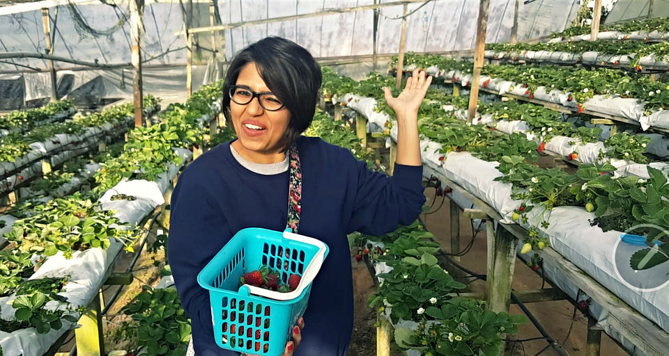 Photo of Strawberry Picking At Cameron Highlands, Malaysia 1/1 by Aditi Shukla
