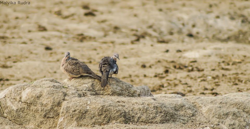 Photo of Flying Happiness – Bird Walk At Pench Tree Lodge 1/1 by Malvika Rudra