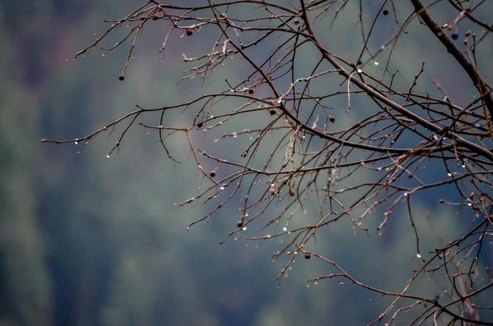 Photo of Enter The Grahan...A Little Different Trek To Grahan Village From Kasol 2/3 by Soumitra Mitra