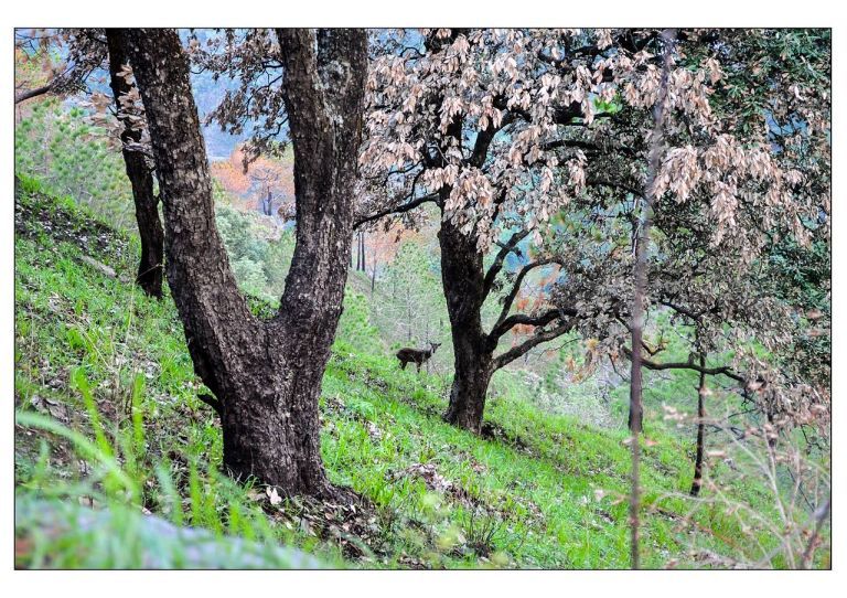 Photo of 5 Romantic Getaways: Places Near Delhi To Visit With Special Someone 5/5 by Nishi Tilara