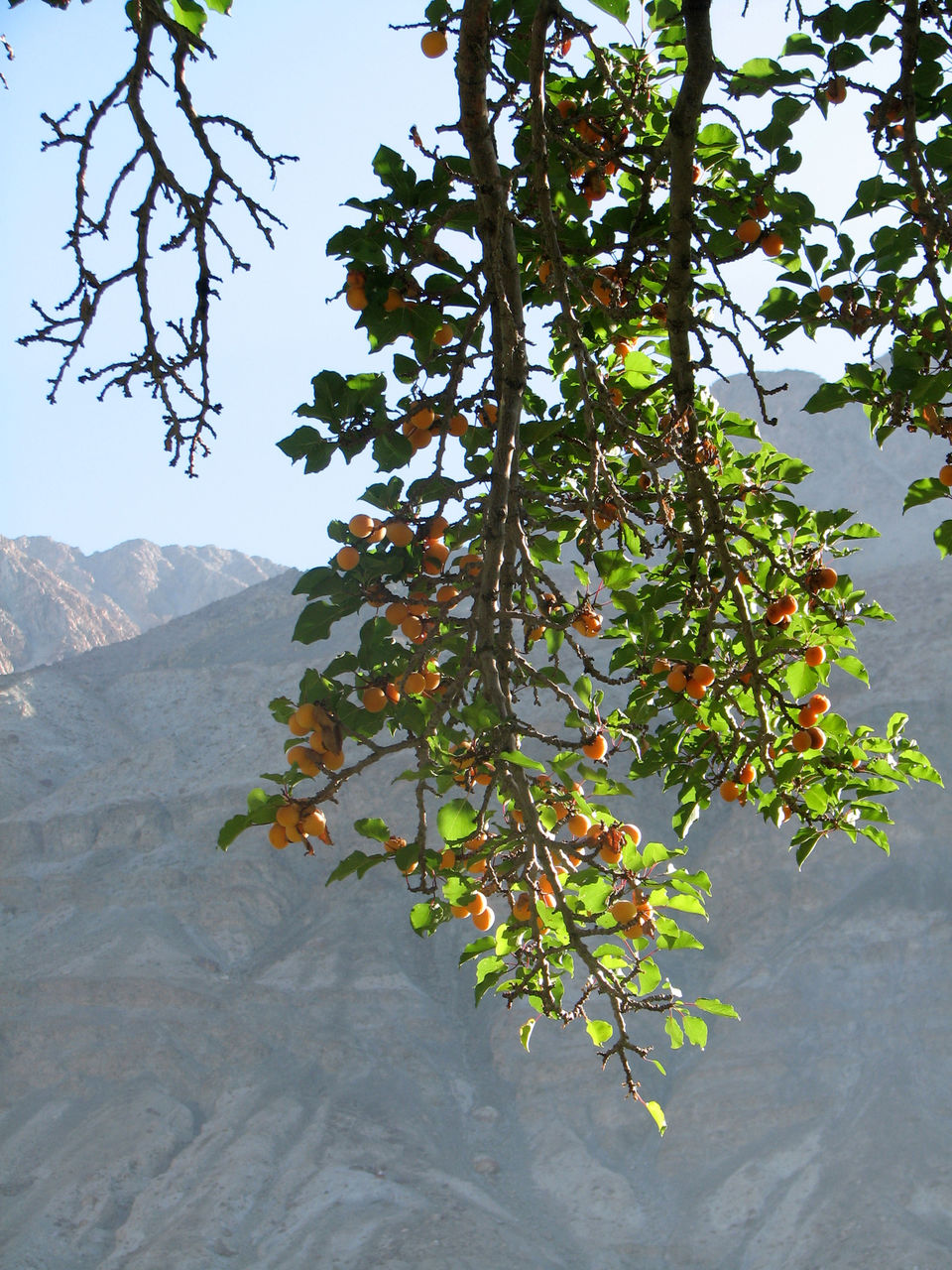 Photo of Experience Ladakh Like Never Before Through Its Stunning Apricot Trail 1/2 by Sreshti Verma