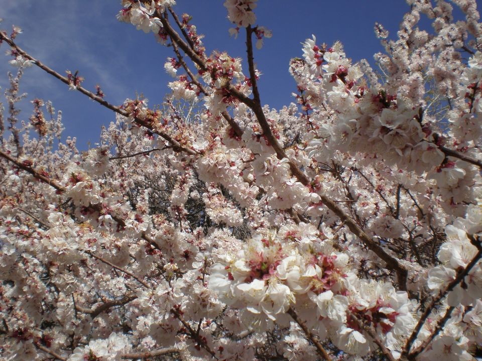 Photo of Experience Ladakh Like Never Before Through Its Stunning Apricot Trail 2/2 by Sreshti Verma