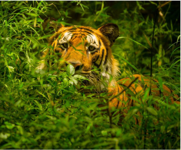 Photo of Denwa Backwater Escape - Satpura National Park, Sarangpur, Madhya Pradesh, India by Trisha Singh