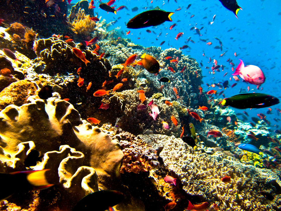 Photo of Cheapest Places in the World for a Scuba Diving Course 1/2 by Trisha Singh