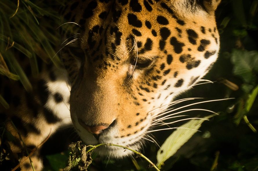 Photo of Why A Journey Into These Sanctuaries in India Is Exactly What You Need Right Now 1/3 by Trisha Singh