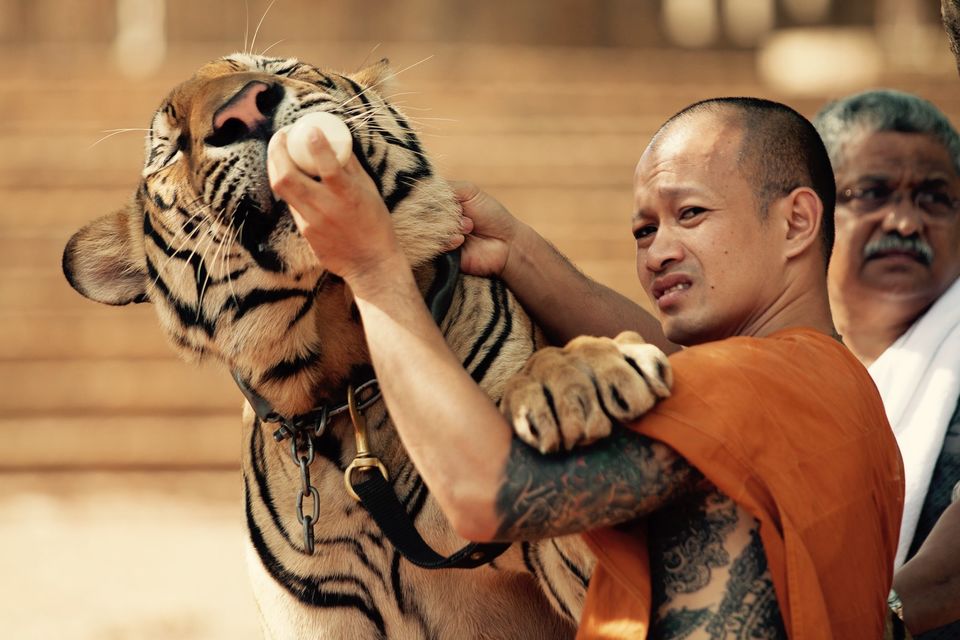 Включи тигриные истории. Тигриный монастырь Таиланд. Тигриный зоопарк Пхукет. Сиамский тигр. Тигры в Тайланде.