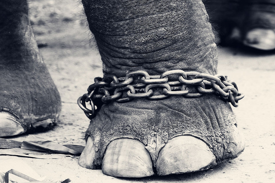 Photo of Exposing The Unknown Cruelty Behind Those "Fun" Elephant Rides 1/6 by Trisha Singh