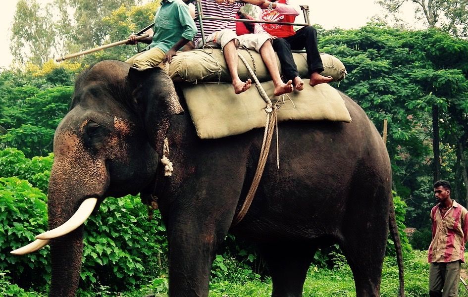 Photo of Exposing The Unknown Cruelty Behind Those "Fun" Elephant Rides 4/6 by Trisha Singh