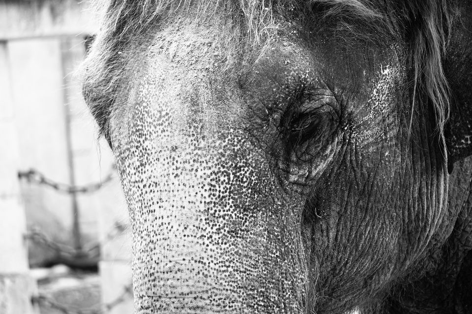 Photo of Exposing The Unknown Cruelty Behind Those "Fun" Elephant Rides 5/6 by Trisha Singh