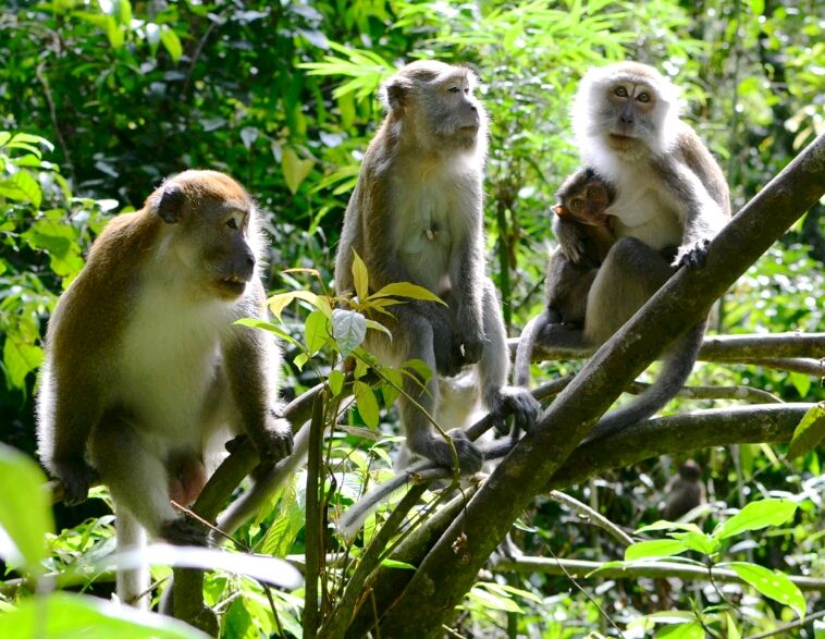 Photo of The Apes and the Humans of Sumatra 1/6 by Trisha Singh