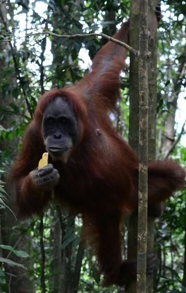 Photo of The Apes and the Humans of Sumatra 4/6 by Trisha Singh