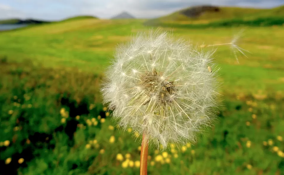 Photo of Skútustaðagígar, Iceland by Ishita Bhowmik