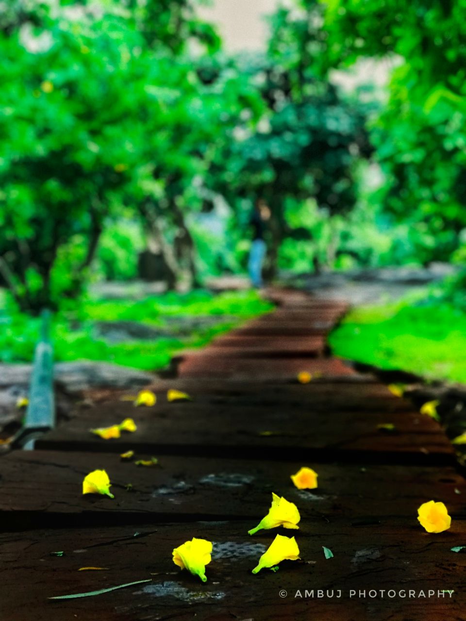 Photo of Bhopal, Madhya Pradesh, India by Ambuj Srivastav