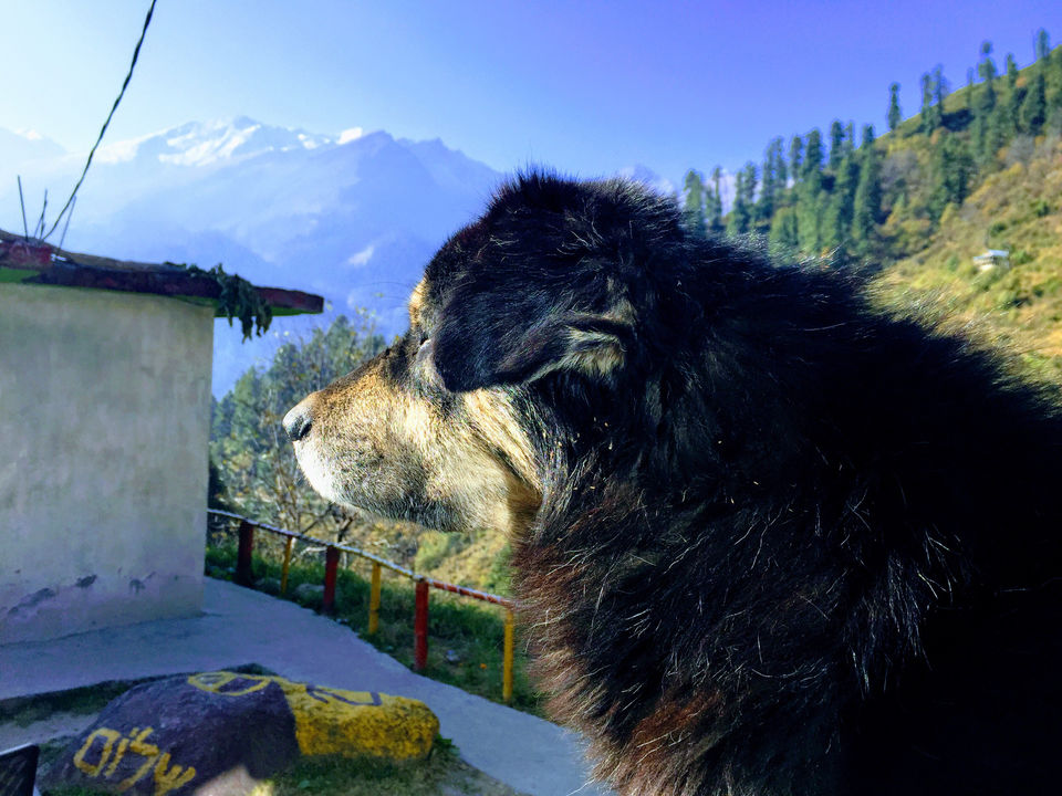 Photo of Boom Shiva Cafe, Tosh, Himachal Pradesh, India by GYPSY JAWA