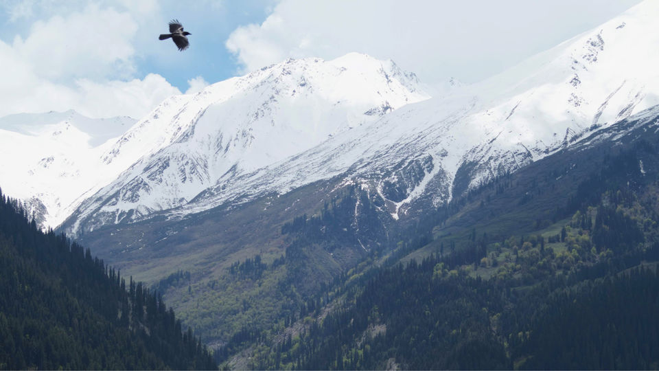 Photo of Tosh, Himachal Pradesh, India by GYPSY JAWA