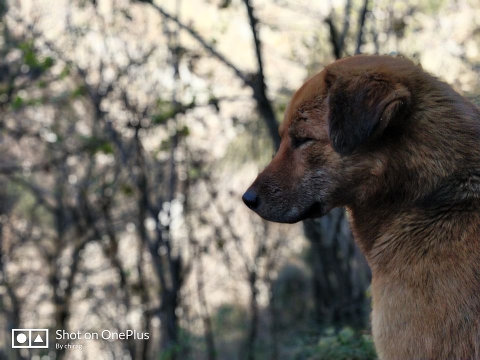 Photo of An escape to the mountains : Tirthan valley by Chirag Chakraborty
