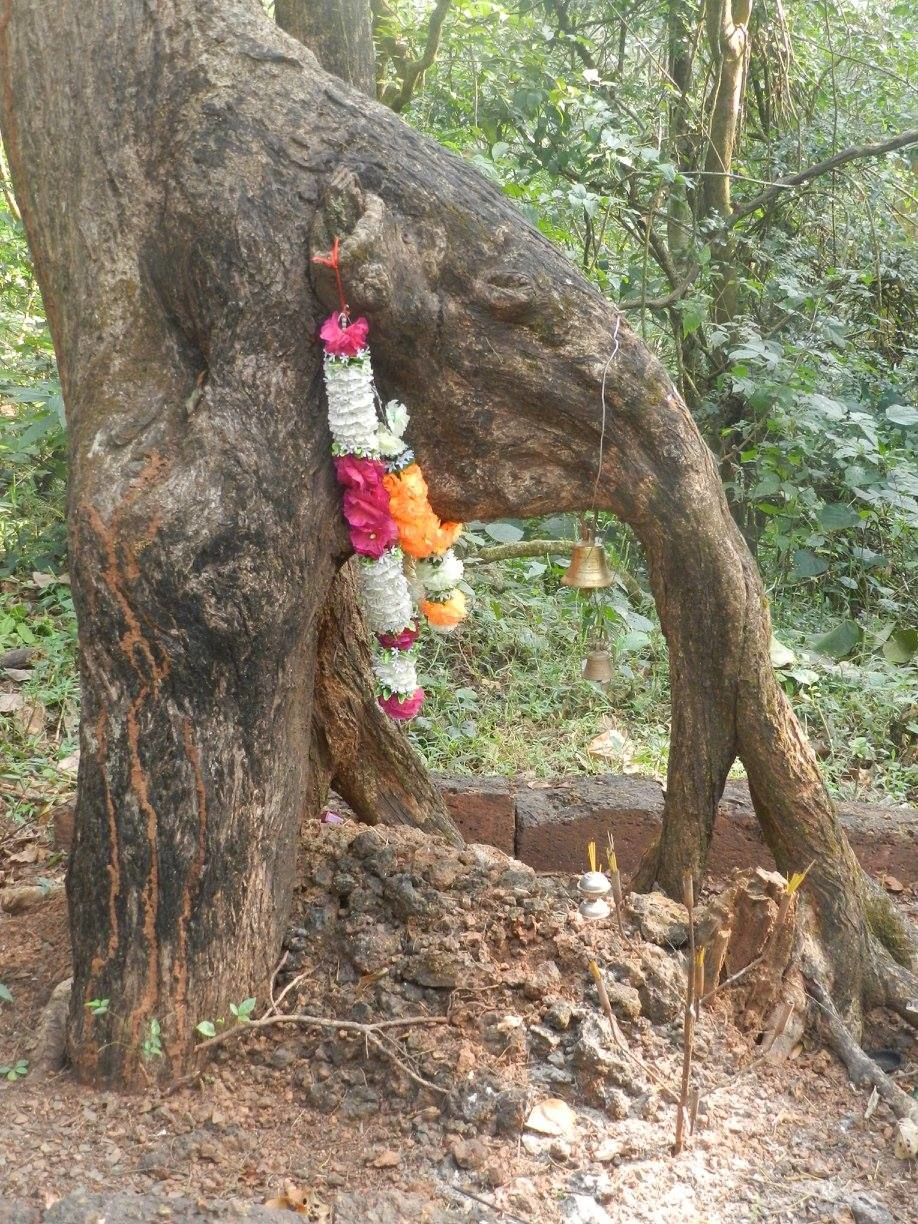 Photo of YHAI GOA Cycling Expedition 13/18 by bhushan virkar